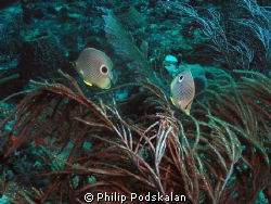 This picture was taken in 2010 just off of La Romana DR by Philip Podskalan 